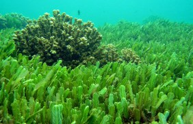 Resultado de imagen de chlorella alga